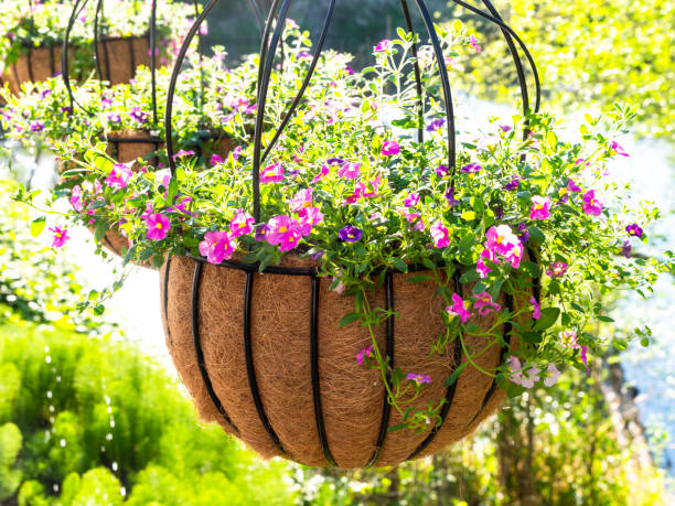 Hanging Baskets Pink Calibrachoa Flower Starts Coco-fiber Liner stock photo