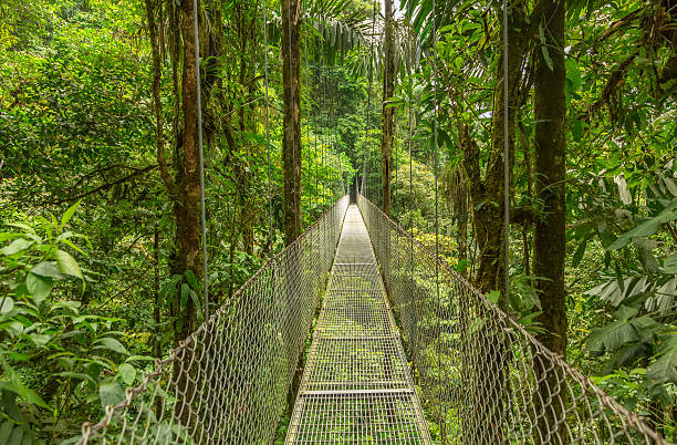 Hanging bridge in Costa Rica Suspended bridge at natural rainforest park, Costa Rica wildlife reserve stock pictures, royalty-free photos & images