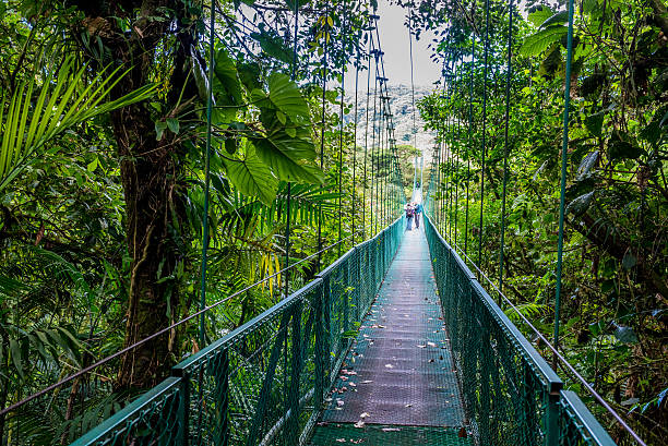 Hanging Bridges in Cloudforest Walking on hanging bridges in Cloudforest - Adventure in your vacation monteverde stock pictures, royalty-free photos & images
