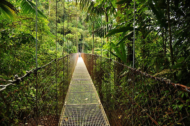 Hanging Bridges in Costa Rica's Arenal National Park Photo taken from the famous hanging bridges in the rain forest of Costa Rica. monteverde stock pictures, royalty-free photos & images