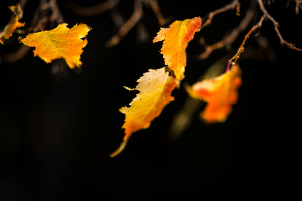 Hanging Fall Leaves stock photo
