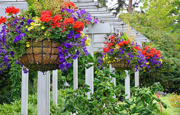 hanging flower baskets - blomkorg blomdel bildbanksfoton och bilder