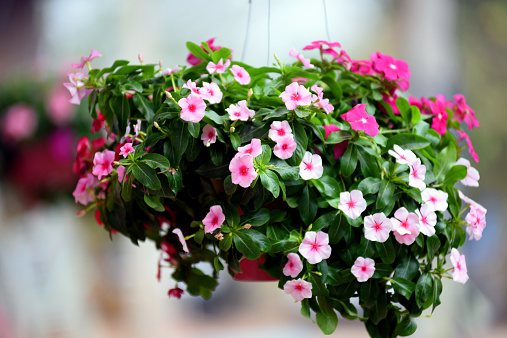 Hanging Flowers Stock Photo - Download Image Now - iStock