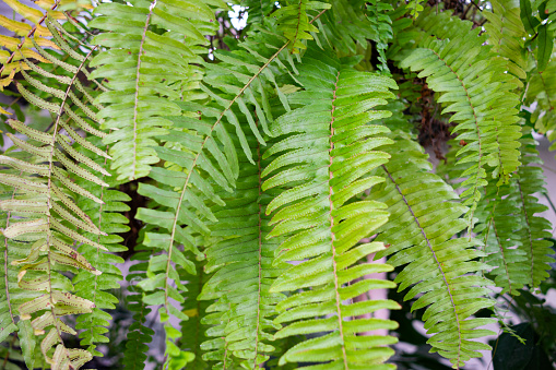 Hanging green leaves of the scientific name Nephrolepis cordifolia in Guatemala are called Quetzal tails.