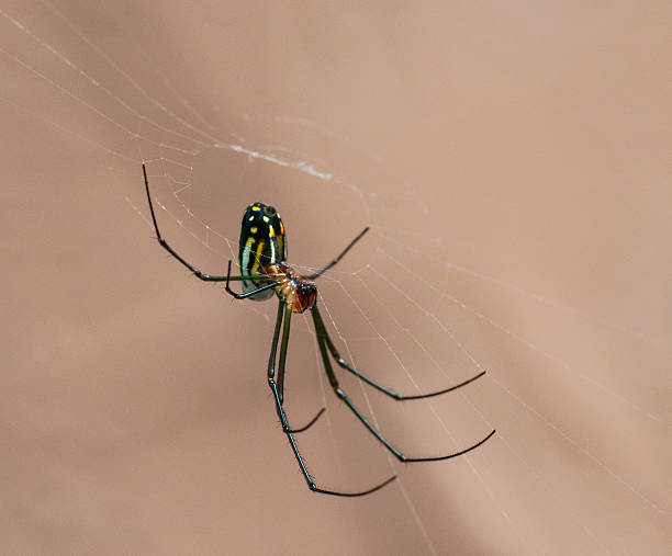 Hanging Orchard Spider stock photo
