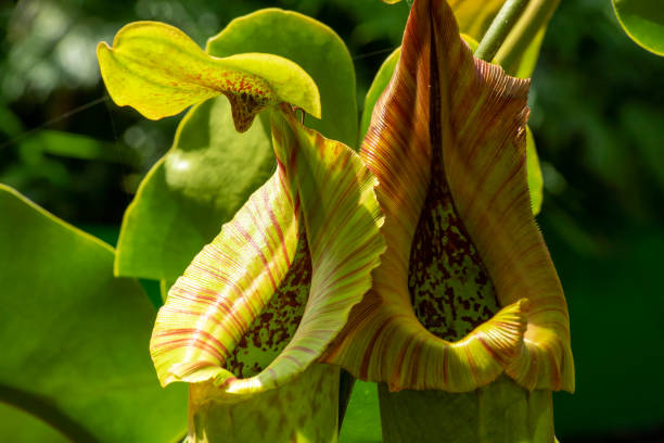 Hanging pitcher plant (nepenthes) pod  with striped collar Hanging pitcher plant (nepenthes) pod  with striped collar carnivorous stock pictures, royalty-free photos & images