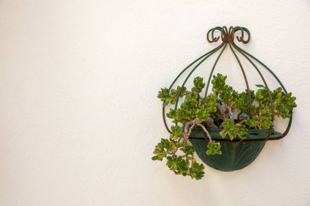 Hanging Wall Planter on White Wall stock photo
