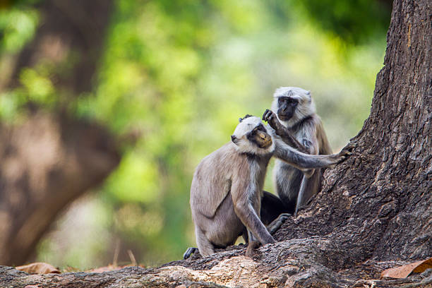 Hanuman Langur in Bardia national park, Nepal specie Semnopithecus entellus family of Cercopithecidae chitwan stock pictures, royalty-free photos & images