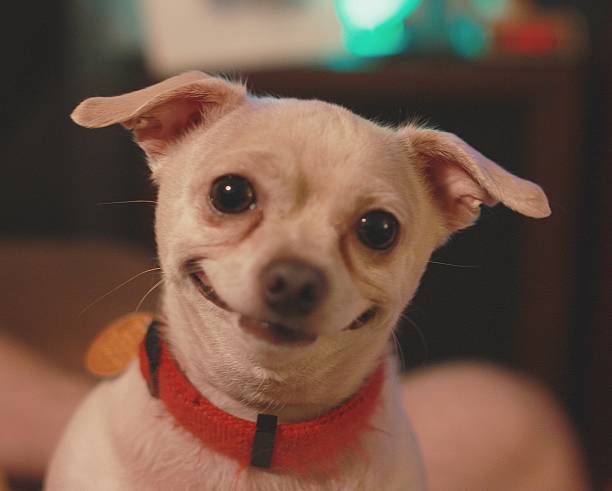 Happiest dog in the world This little dog is always smiling so i had to capture it and share it with the world. funny dog stock pictures, royalty-free photos & images