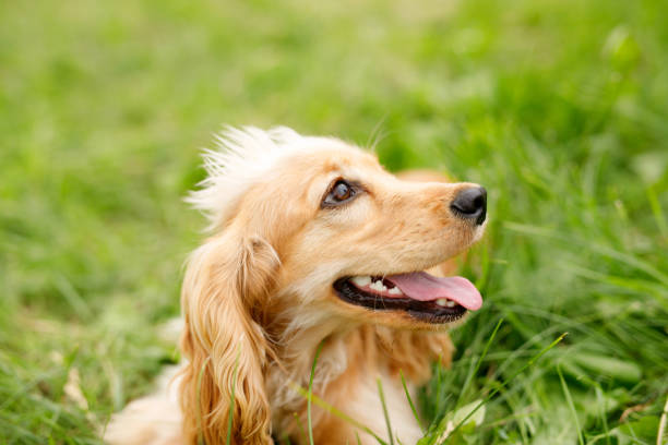 Happy and active purebred golden cocker spaniel walking in the park. Dog playing outdoors in the grass on a sunny summer day. Happy and active purebred golden cocker spaniel walking in the park. Dog playing outdoors in the grass on a sunny summer day. golden cocker retriever puppies stock pictures, royalty-free photos & images