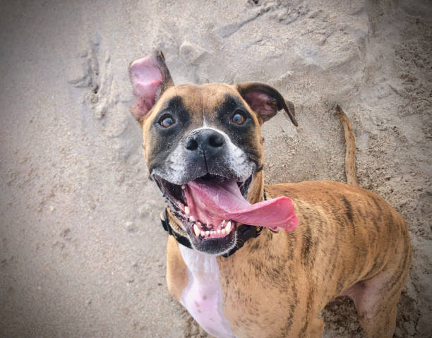 happy beach dog big brown dog enjoys the beach boxer puppy stock pictures, royalty-free photos & images