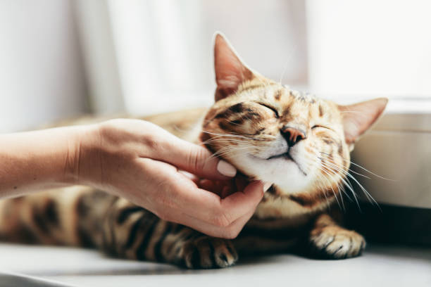 Happy Bengal cat loves being stroked by woman's hand Happy Bengal cat loves being stroked by woman's hand under chin. Lying relaxed on window sill and smiling bengals stock pictures, royalty-free photos & images