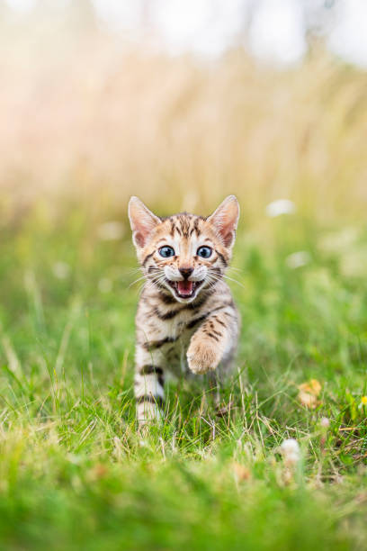 ein happy bengal kätzchen im freien im gras - katzenartige stock-fotos und bilder
