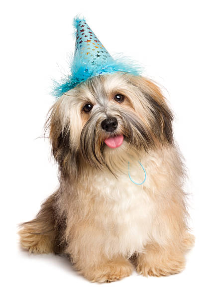 Happy Bichon Havanese puppy dog in a blue party hat Cute happy Bichon Havanese puppy dog in a blue party hat is sitting and looking at camera - isolated on white background happy new year dog stock pictures, royalty-free photos & images