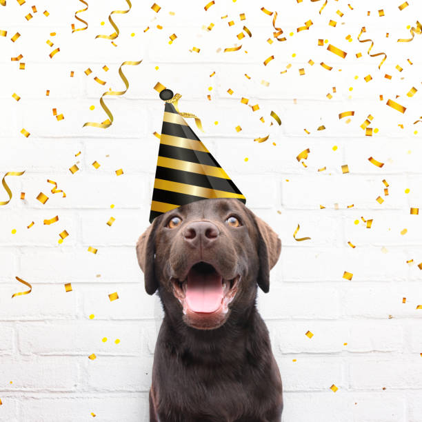 Happy birthday crazy happy dog with party hat is smiling in de camera with golden party confetti stock photo