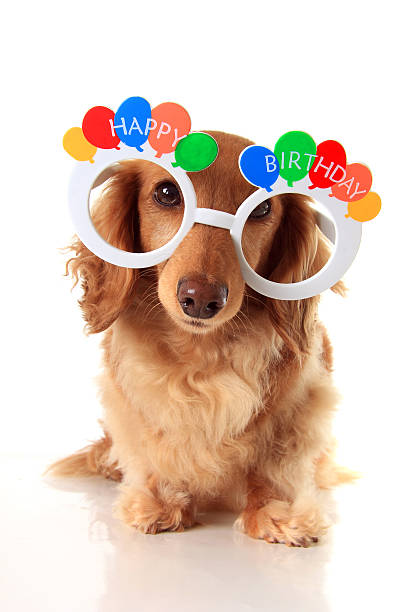 Happy Birthday dachshund stock photo