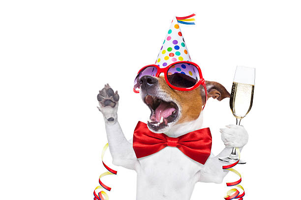 happy birthday dog jack russell dog celebrating new years eve with champagne and singing out loud, isolated on white background happy new year dog stock pictures, royalty-free photos & images