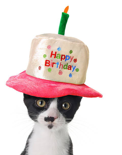 Kitten wearing a Happy Birthday hat.