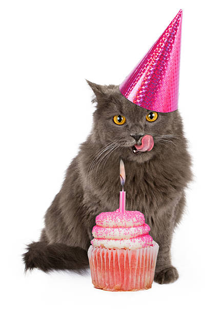 Happy Birthday Party Cat With Pink Cupcake Funny photo of a cute cat wearing a pink birthday party hat with her tongue sticking out licking lips in anticipation of eating a cupcake. happy birthday cat stock pictures, royalty-free photos & images