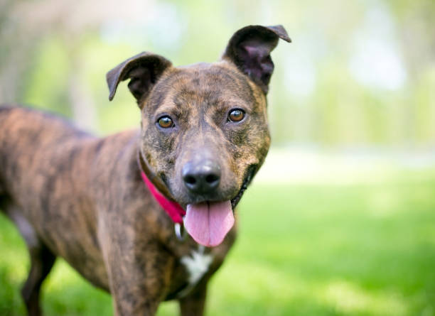 A happy brindle mixed breed dog with floppy ears standing outdoors A happy brindle mixed breed dog with floppy ears standing outdoors mixed breed dog stock pictures, royalty-free photos & images