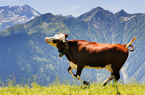 Happy brown and white cow running in field in the mountains stock photo