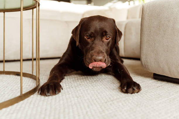 Happy brown labrador retriever dog licking with his tongue in light modern living room stock photo