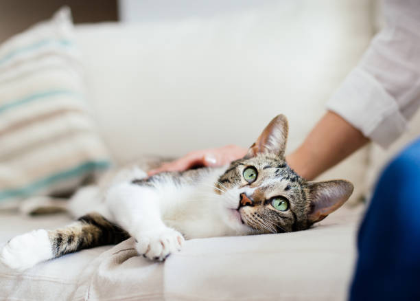 gelukkige kat en vrouw op bed knuffelen - huiskat stockfoto's en -beelden