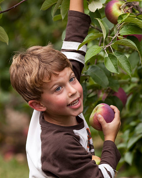 Happy child picking apples stock photo