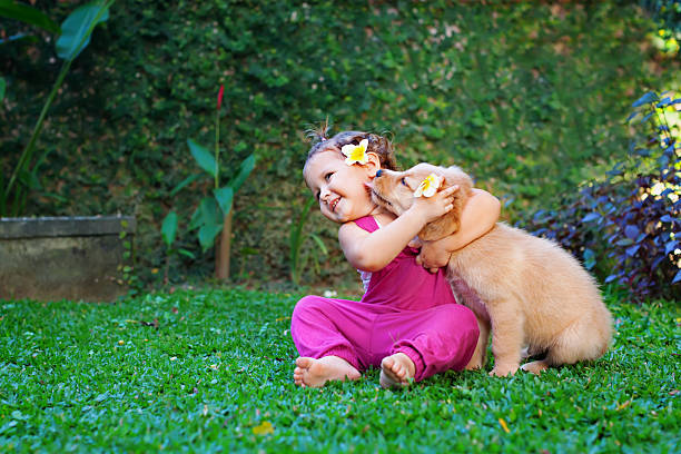 Happy child play with family pet - labrador puppy stock photo