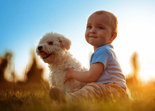 Happy child playing with his dog stock photo