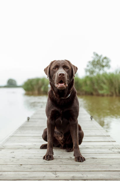 Happy chocolate labrador retriever dog sitting on scaffold with a lake view stock photo