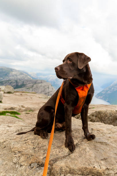 Happy chocolate labrador retriever dog wearing an animal harness and sitting on top of Preikestolen in Norway stock photo