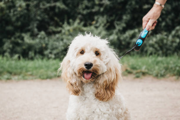 Happy Cockapoo puppy on a leash sitting and looking at the camera. stock photo