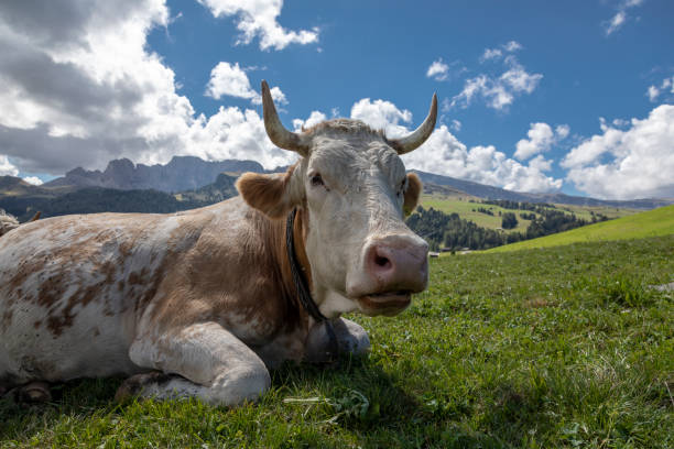Happy cow stock photo