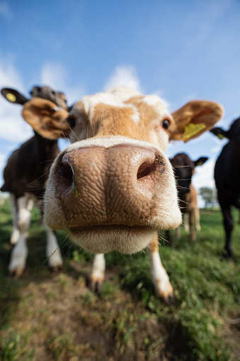 A close-up shot of a group of cows at a farm in North East, England.
