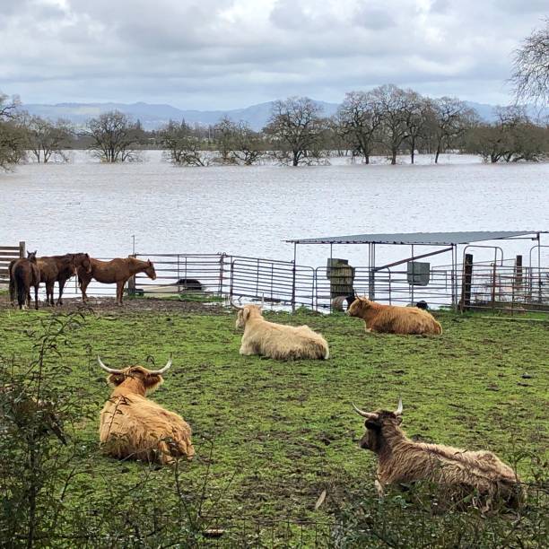 Happy cows don’t worry about a little flooding stock photo