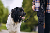 istock Happy Czech mountain dog walking on pet leash 1320778014
