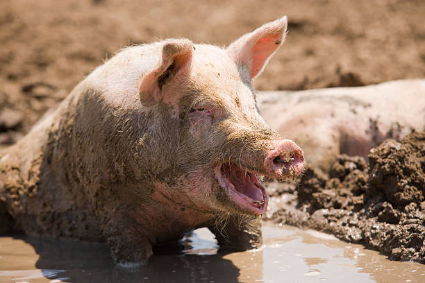 Happy dirty pig swimming and rolling in mud stock photo