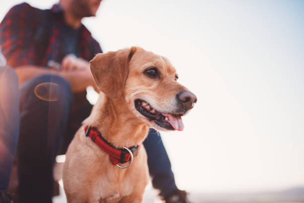 Happy dog and his owner in the background Happy yellow dog and his owner in the background collar stock pictures, royalty-free photos & images