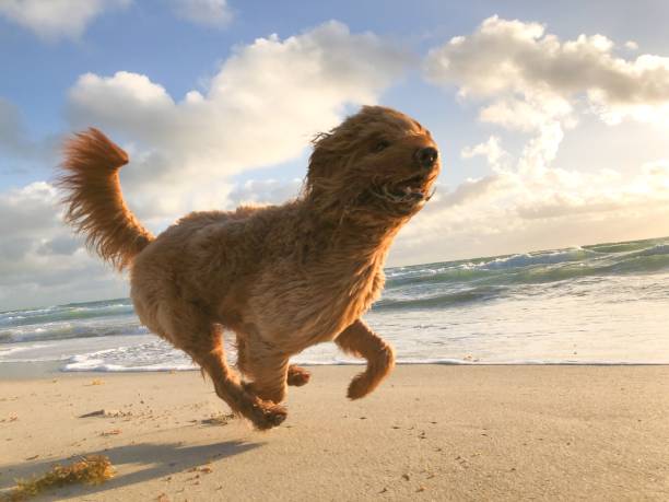 Happy Dog at the Beach Happy fluffy cockapoo dog running along the shore of a beach at sunrise cockapoo stock pictures, royalty-free photos & images