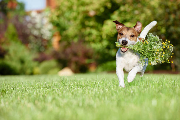 Happy dog carrying in mouth bouquet of wild field flowers as romantic gift for holiday stock photo