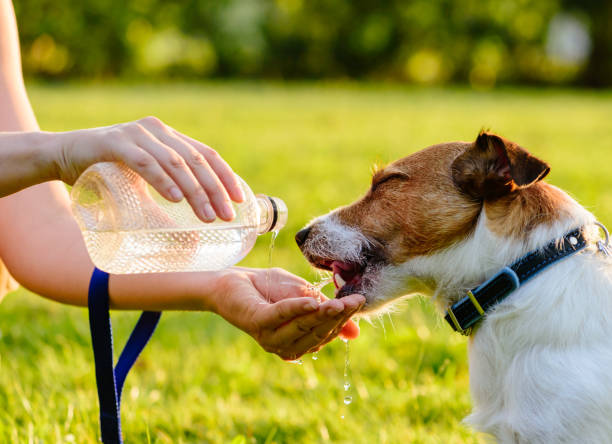 Happy dog drinking water from bottle and woman hand stock photo