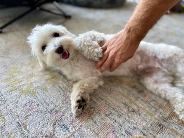 Happy dog getting a belly rub Happy dog getting a belly rub rubbing stock pictures, royalty-free photos & images