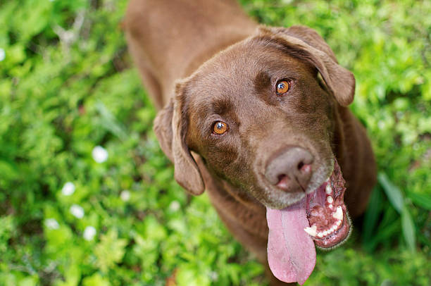 Happy Dog in Forest. A happy chocolate lab pants and looks at the camera in a forest. Shallow DOF with the sharpest focus on his eyes. chocolate labrador stock pictures, royalty-free photos & images