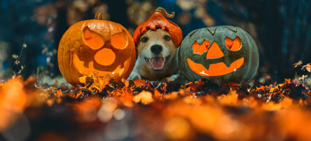 Happy dog in Halloween costume and two blazing carved pumpkins (Jack o'lantern) on Autumn leaves in night stock photo