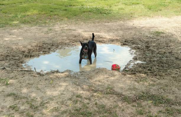 Happy Dog in Mudpuddle stock photo