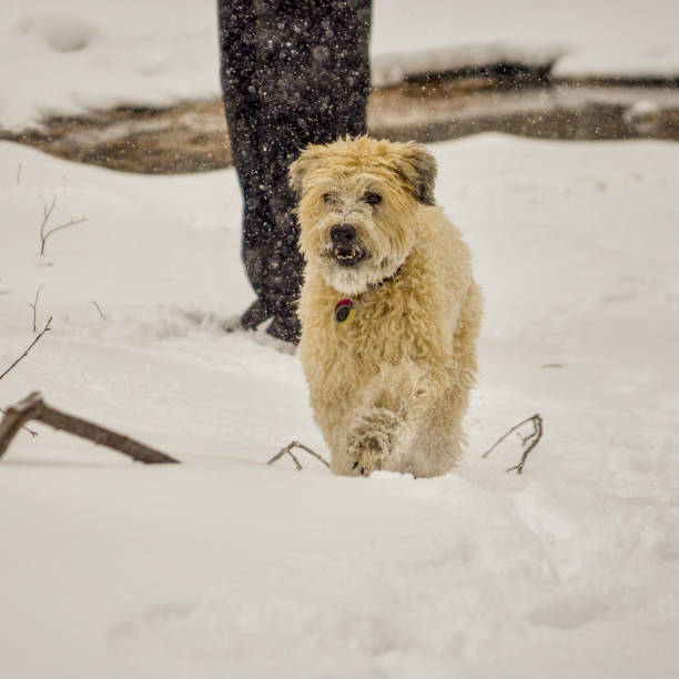 Happy dog in snow A soft coated wheaten terrier trots in the Adirondack snow tupper lake stock pictures, royalty-free photos & images