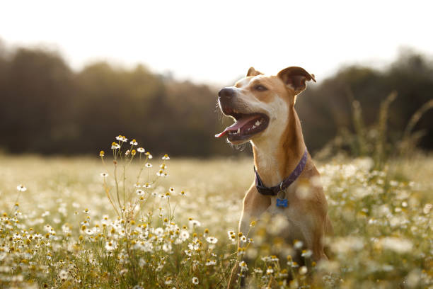 Happy dog in the fields stock photo