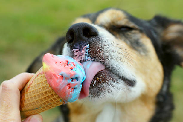 Happy Dog Licking Ice Cream Cone close up of a German Shepherd Mix Dog licking a rainbow colored ice cream cone on a summer day indulgence stock pictures, royalty-free photos & images
