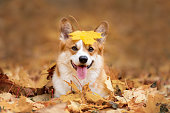 istock Happy dog of welsh corgi pembroke breed among fallen leaves in autumn 1398810303